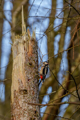 Woodpecker