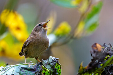 Wren