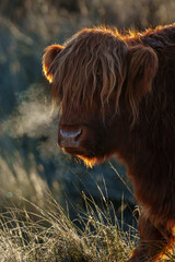 Highland cow