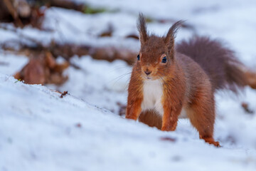 Red Squirrel