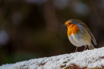 Winter robin in frost