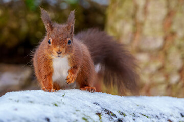 Red Squirrel