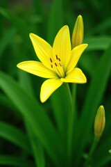 Obraz premium Yellow petals of Uvularia grandiflora against a green background, blooming plants, flower garden