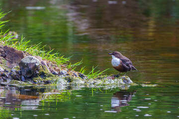 Dipper