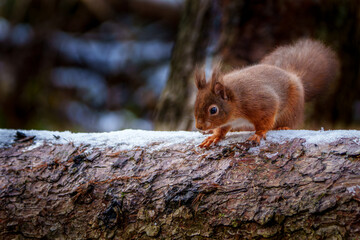 Red Squirrel in Northumberland