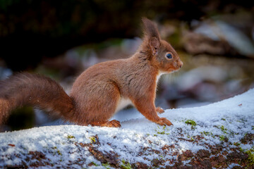 Red Squirrel in Northumberland