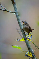 Wren
