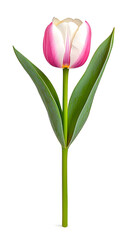 Obraz premium Single tulip flower isolated on white background