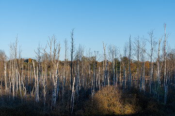 A row of birch trees with their tops broken off