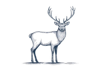 Naklejka premium Deer silhouette wildlife simple drawing animal isolated on white background 