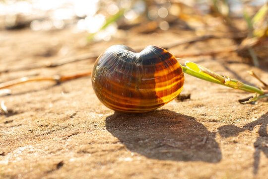 Brejo Snail