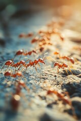 Red ants trail across sunlit ground.