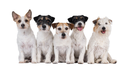Row of 5 Jack Russel dogs in different ages and colors. Sitting side by side. All looking towards...