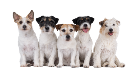 Row of 5 Jack Russel dogs in different ages and colors. Sitting side by side. All looking towards camera. Isolated cutout on a transparent background.