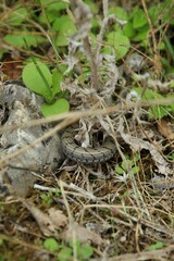 the snake hides among the plants