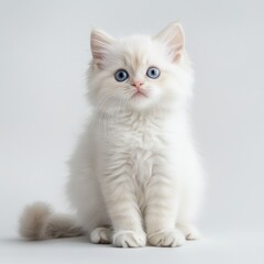 Fluffy white kitten with striking blue eyes sitting gracefully on a soft white background
