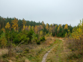 Fototapeta premium Herbstlicher Eggeweg durch jungen Mischwald im Teutoburger Wald