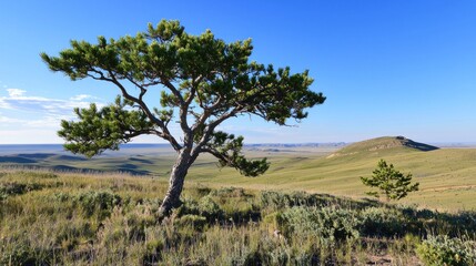 Obraz premium Lone Tree on Grassy Plains