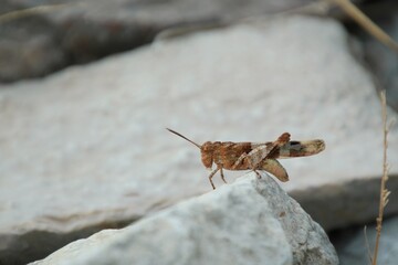 red locust sitting on a stone