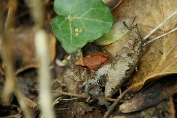 a little red frog is hidden among the fallen leaves