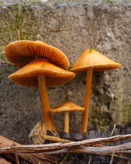 Gruppe von orangefarbenen Pilzen an einer Betonwand im Wald