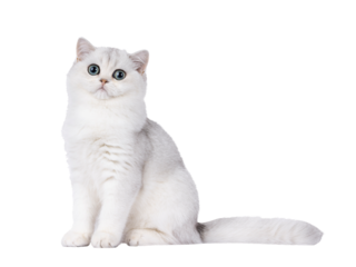Shaded British Shorthair cat kitten, sitting up side ways. Looking towards camera. Isolated cutout on a transparent background.