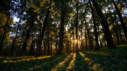 Obraz premium Warm sunbeams penetrating lush forest canopy, creating golden patterns and elongated shadows dancing across verdant woodland ground. Concept nature in deciduous forest