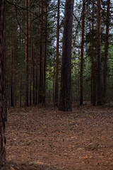 dark pine dry forest in northern Kazakhstan
