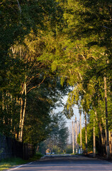 dense crowns of trees with yellow leaves

