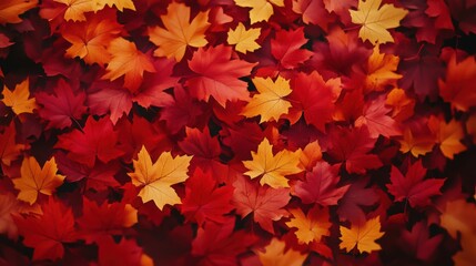 Fototapeta premium A Beautiful Texture of Autumn Leaves Displaying Rich Red Orange and Yellow Hues