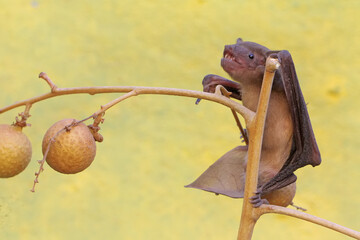 A short-nosed fruit bat eating longan fruit. This flying mammal has the scientific name Cynopterus minutus.