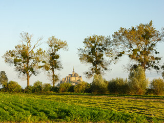 Mont Saint-Michel hinter B&auml;umen in der Abendsonne
