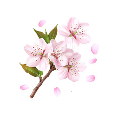 Naklejka premium Delicate Pink Cherry Blossom Branch with Falling Petals