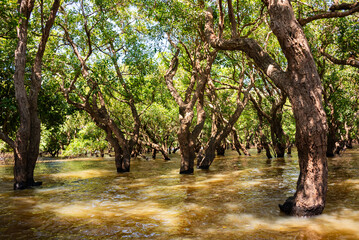 Flooded forest with trees in water in Cambodia