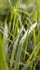 clean drops of morning dew on the grass
