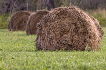 rolls of mown hay in the field in the morning

