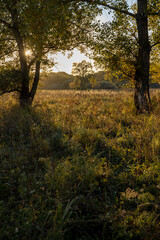 dense autumn forest with rays of sun
