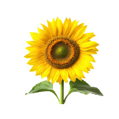 Obraz premium Vibrant Single Sunflower on Transparent Background
