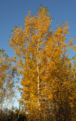 dense crowns of trees with yellow leaves
