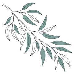 Fototapeta premium Delicate eucalyptus branch with green leaves hand drawn artistic botanical element