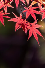 美しい紅葉の公園の風景　滋賀県大津市皇子が丘公園