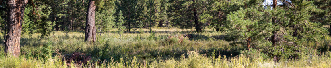 panorama of summer forest with many different trees in asia
