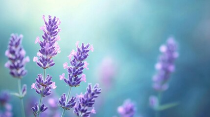 Fototapeta premium Lavender blooms softly fading into a calming teal background in a serene outdoor setting