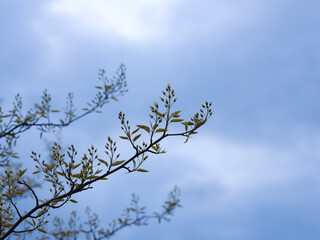 Zarter Zweig mit jungen Blättern vor bewölktem Himmel, minimalistische Naturaufnahme