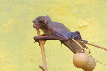 A short-nosed fruit bat eating longan fruit. This flying mammal has the scientific name Cynopterus minutus.