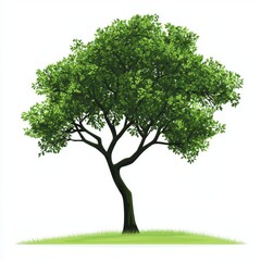 Obraz premium Lush green tree with a full canopy on a simple white background, symbolizing growth and nature