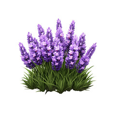 Fototapeta premium Lush Lavender Bush, Vibrant Purple Flowers and Green Foliage Isolated on Transparent Background