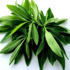Fototapeta premium Fresh Valerian Leaves Herbal Remedy Green Plant Natural Medicine Isolated
