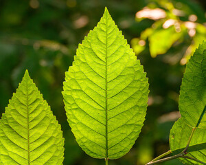Grünes Blatt im Gegenlicht mit klarer Blattstruktur