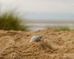 Muschel im Sand am Wattenmeer
